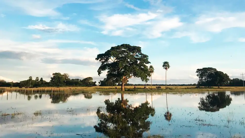 Árvore refletida na água da planície alagada